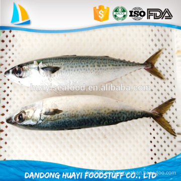 Seafoood pacific mackerel de calidad superior para la venta